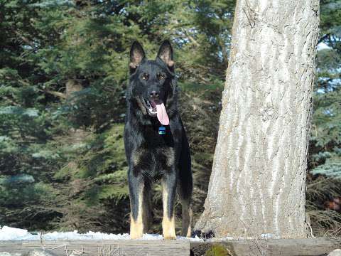 Svoboda German Shepherds